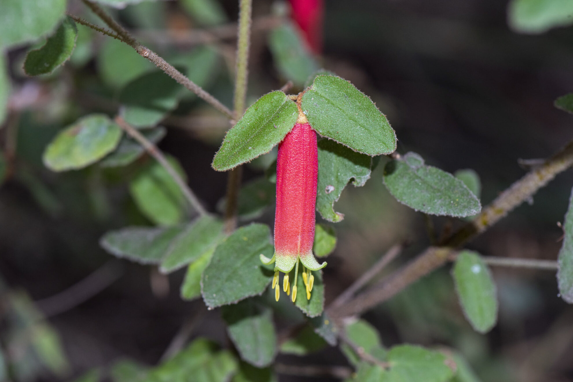 LAKES ENTRANCE COMMUNITY LANDCARE